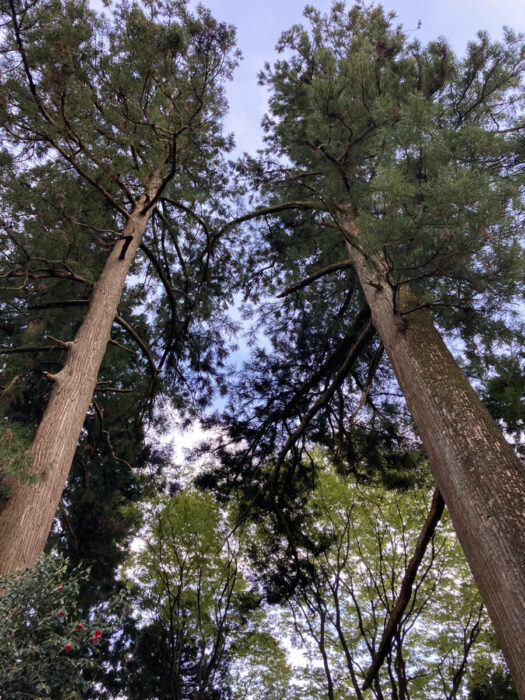 水澤観世音の杉の木