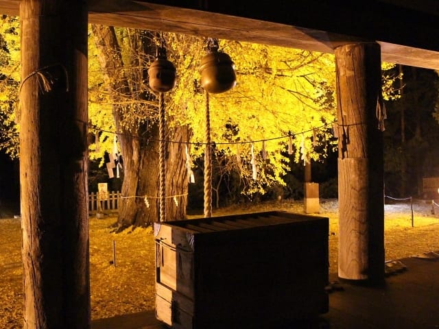 新宮熊野神社　イチョウ