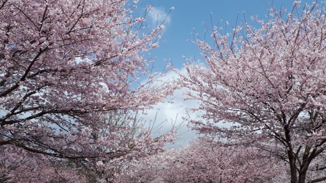 赤城山の千本桜の写真