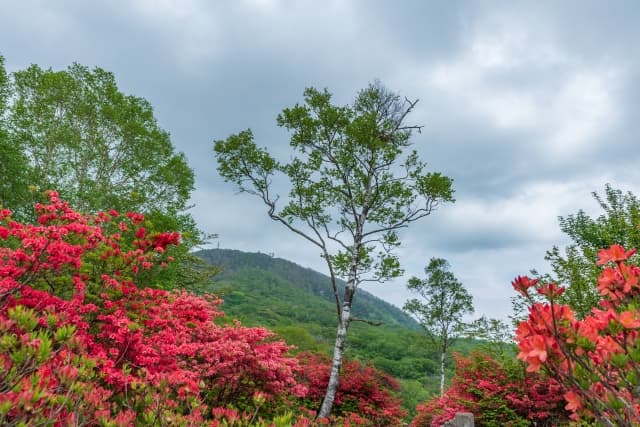 赤城山の白樺の木とツツジの写真