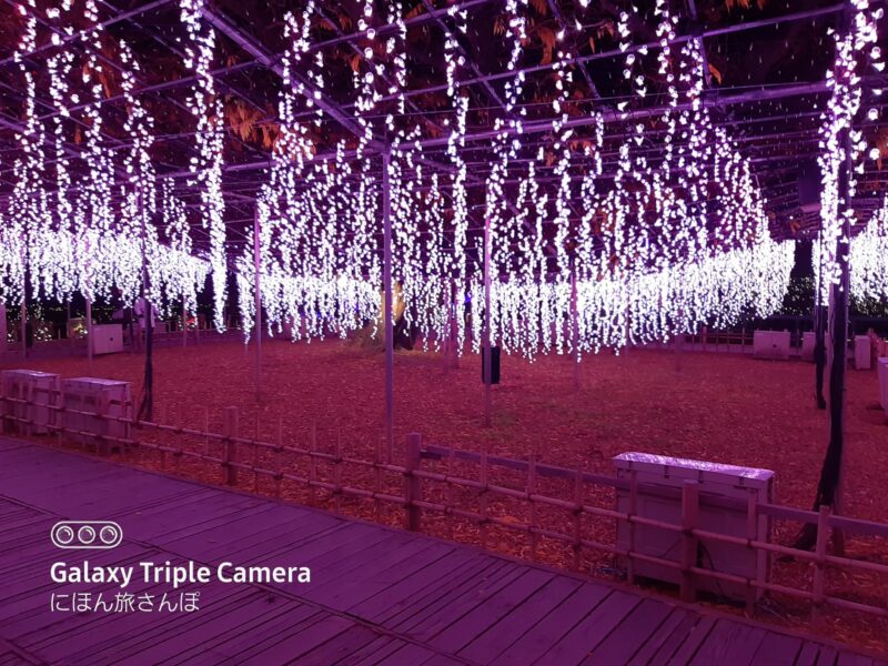 あしかがフラワーパークの藤の花をイメージしたイルミネーション写真