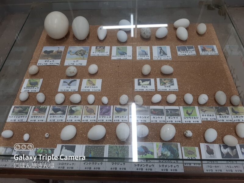 アースケア桐生が岡遊園地・動物園