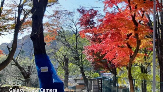 桐生が岡動物園の紅葉の写真