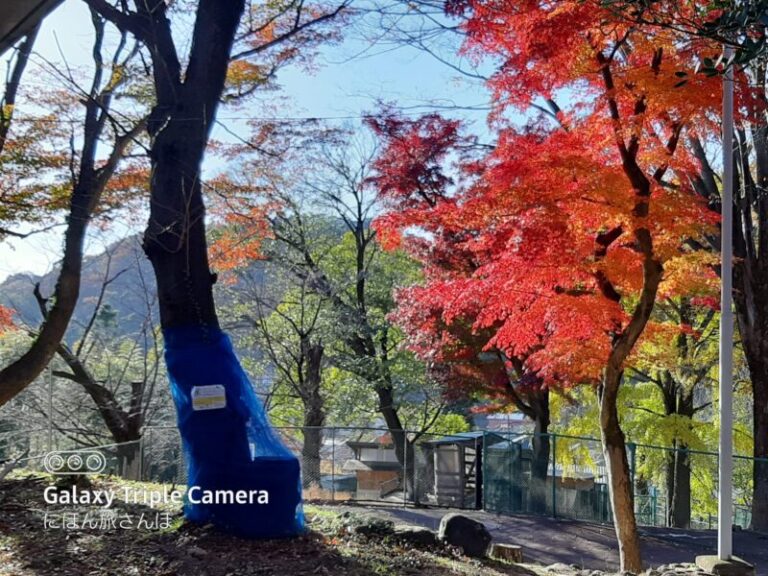 桐生が岡動物園の紅葉の写真