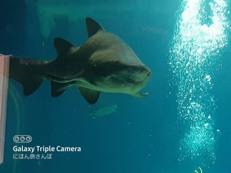 アクアワールド茨城県大洗水族館