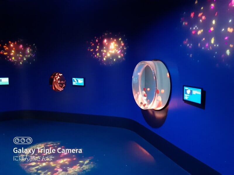 アクアワールド茨城県大洗水族館　クラゲ