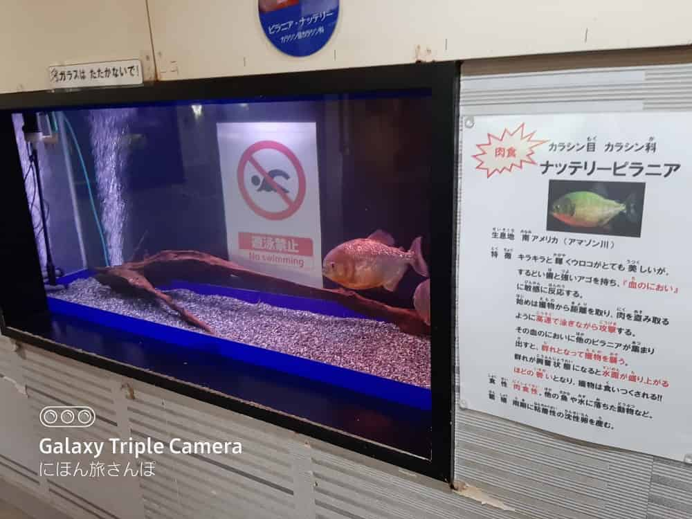 桐生が岡動物園の水族館