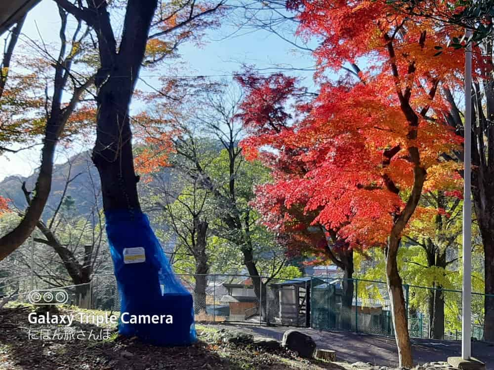 紅葉が美しい桐生が岡動物園