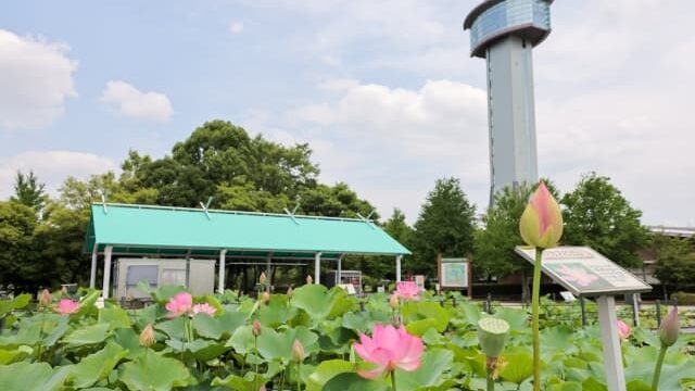 古代蓮の里の行田タワー