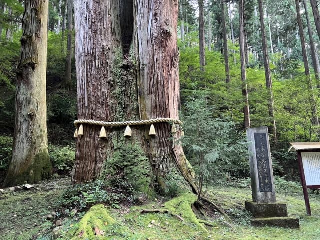 御岩神社の３本木の写真