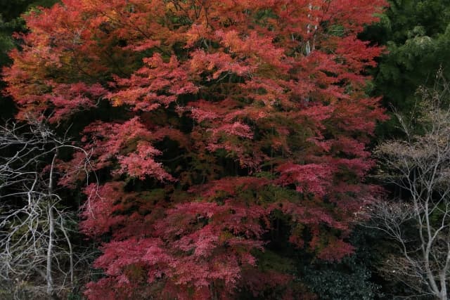 御岩神社から見る紅葉