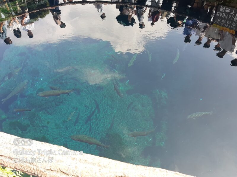 池の水はなぜ青いのか?