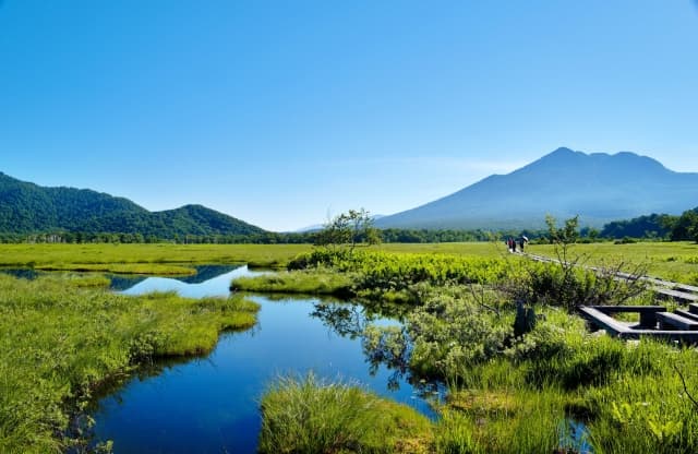 夏(7月~8月):高山植物の競演