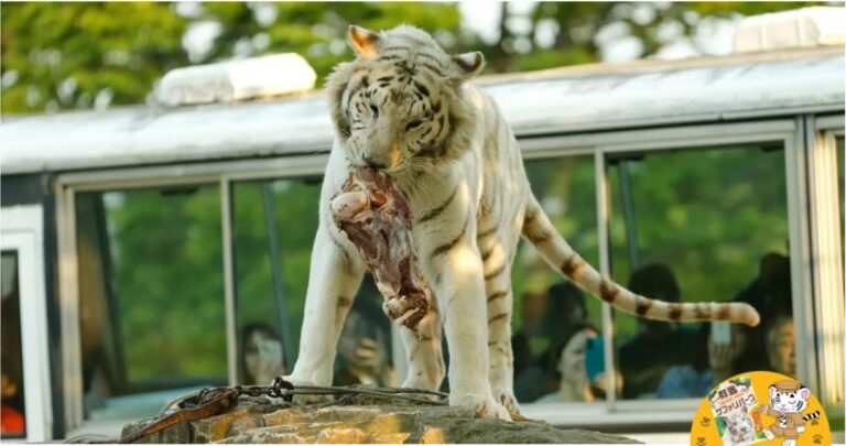 群馬サファリパークの所要時間は？見どころや料金も解説