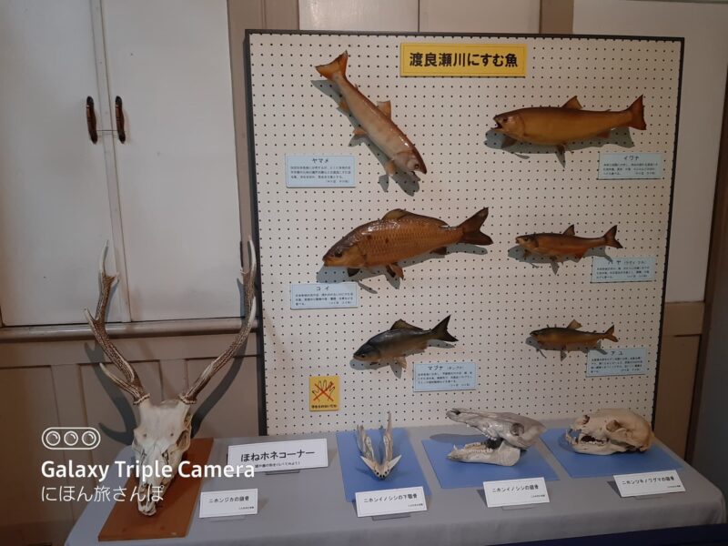 1階 自然展示室