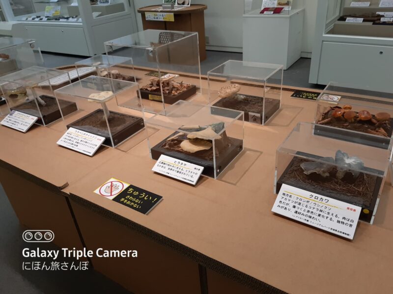 雨の日でも楽しめる屋内施設