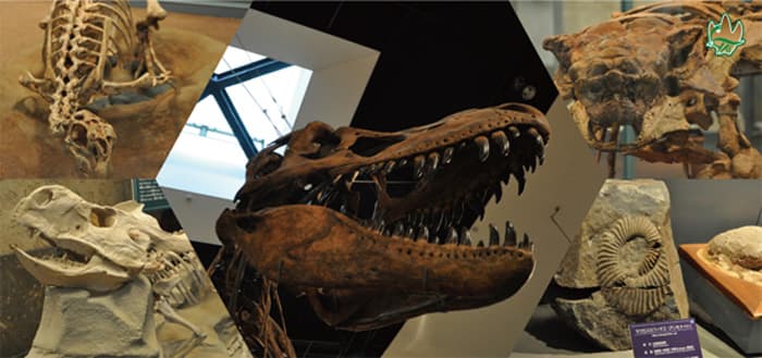 神流町恐竜センターの所要時間は?見どころや料金・アクセスを解説