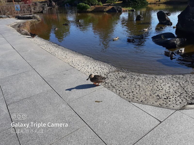 浄土庭園やふれあい動物園の魅力