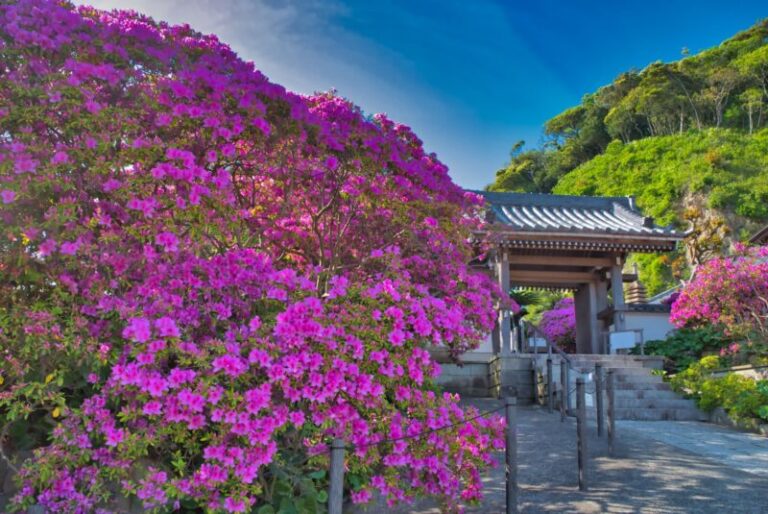 鎌倉・安養院の見どころ完全ガイド！北条政子とおばけツツジの絶景