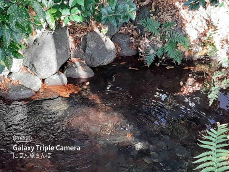 武甲山の伏流水が湧く龍神池の浄化力