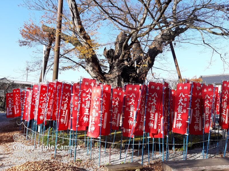 ハートの洞がある龍神木で縁結び祈願