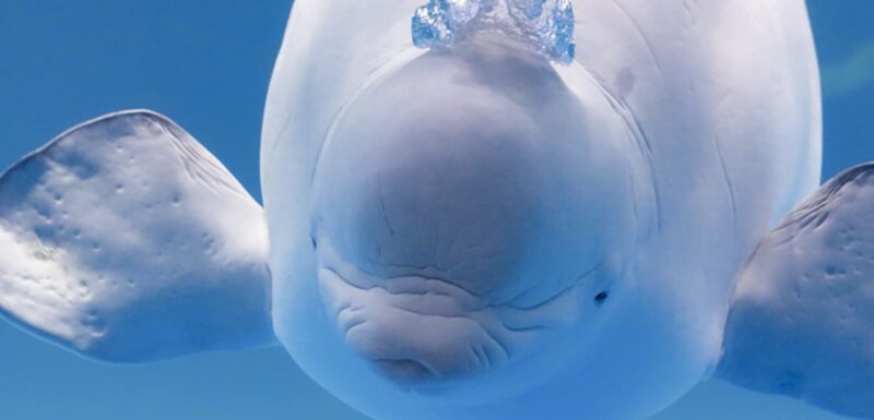 鴨川シーワールドの滞在時間や口コミ攻略！効率的な回り方ガイド