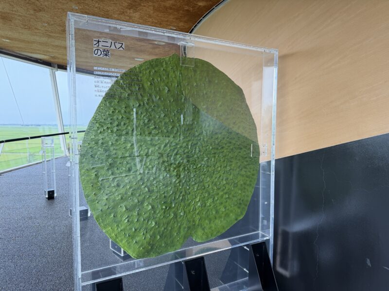 オオヒシクイやオニバスなど貴重な動植物