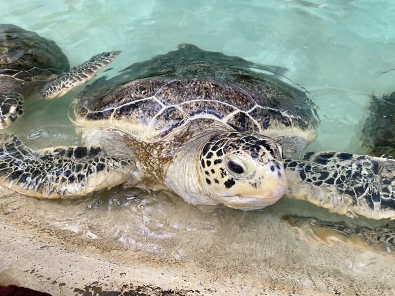 あわしまマリンパークの見どころ｜船で渡る淡島の水族館