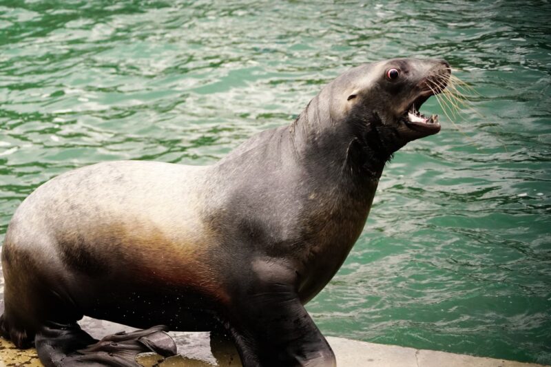 おたる水族館の見どころは？海獣公園やイルカを楽しむ