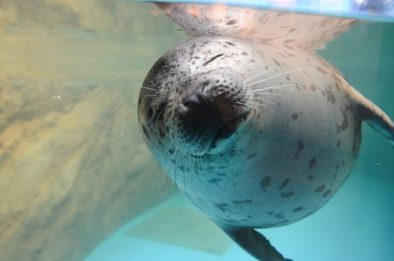 しながわ水族館の見どころ｜イルカやトンネル水槽を満喫