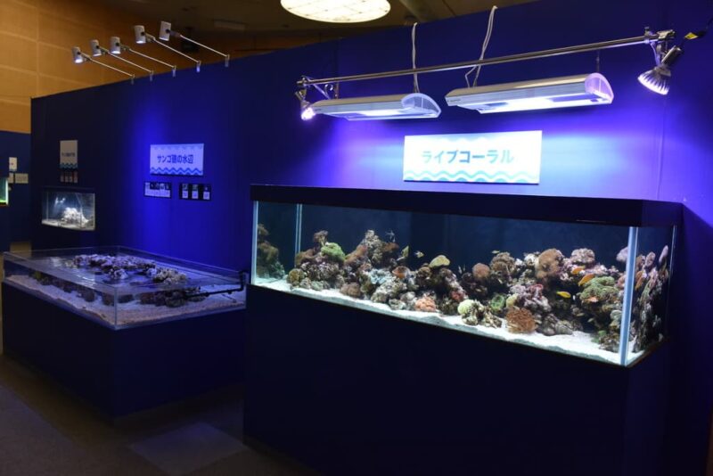 すさみ町立エビとカニの水族館の見どころを紹介