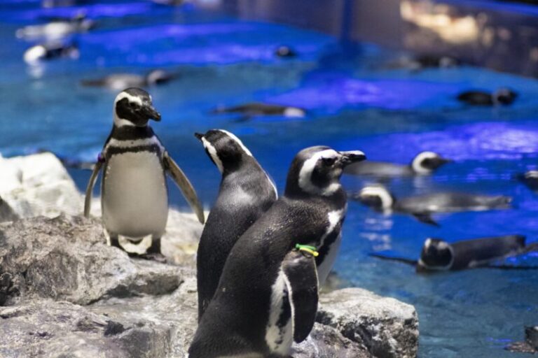 すみだ水族館の見どころ！ペンギン・クラゲを満喫