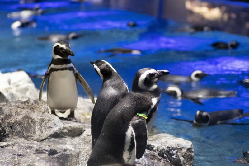 すみだ水族館の見どころ！ペンギン・クラゲを満喫