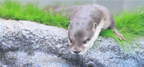 サンシャイン水族館の所要時間は?公式な見学時間の目安と訪問前の確認ポイント
