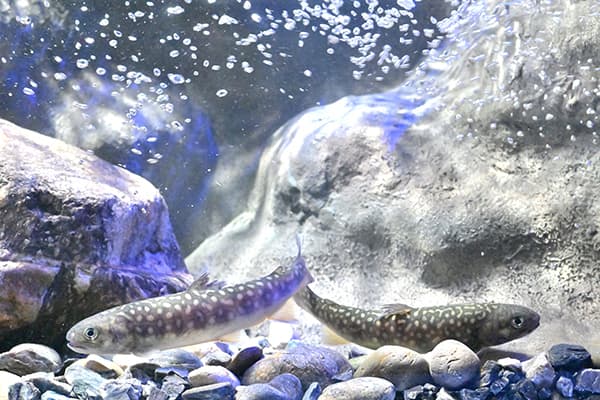 シン・マリホ水族館の見どころは？料金やアクセスも紹介