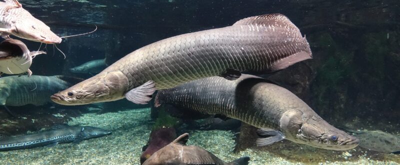 世界淡水魚園水族館 アクア・トト ぎふの見どころ