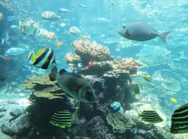 串本海中公園 水族館の見どころと楽しみ方
