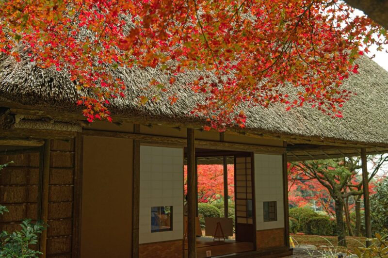 九年庵の紅葉は混雑する？2026年秋の公開日と整理券・訪問時の確認ポイント