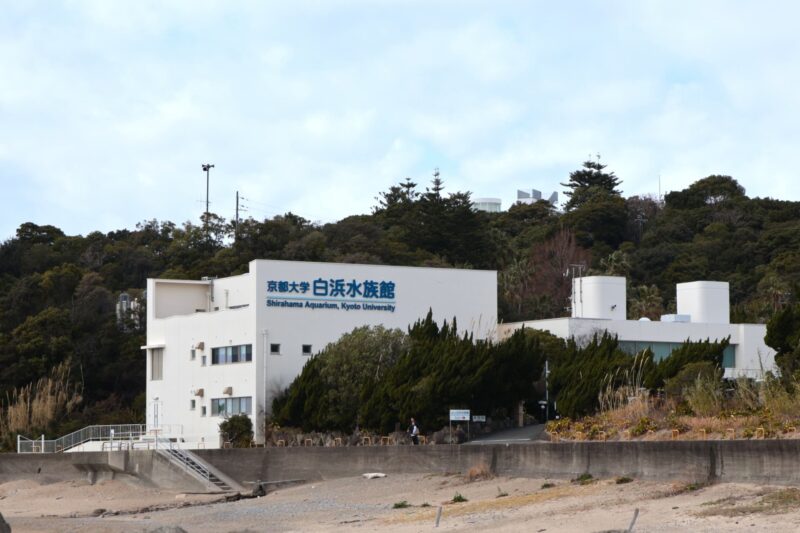 京都大学白浜水族館の見どころと楽しみ方