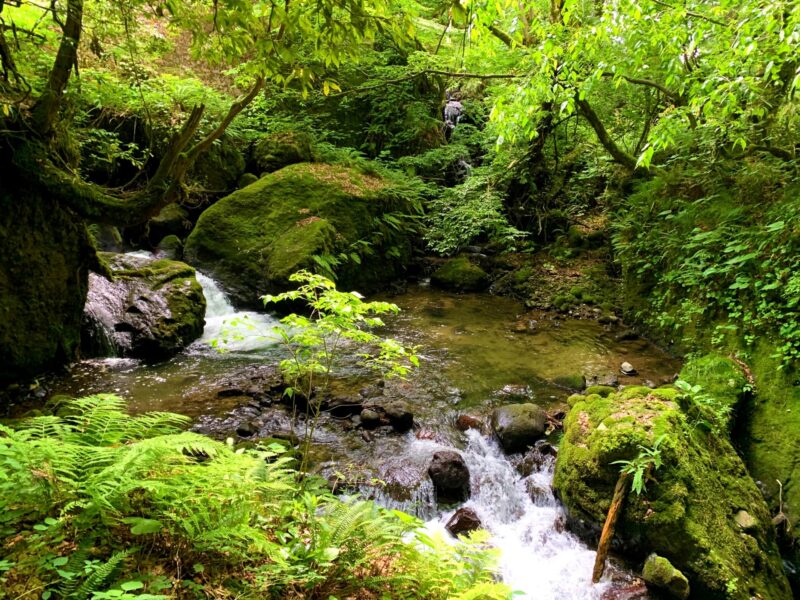 千巌渓を散策する前に確認したいこと｜滝・奇岩・苔の渓谷と足元の注意