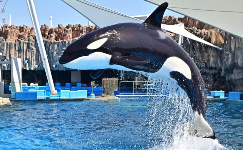 名古屋港水族館の見どころ！シャチやイルカを満喫