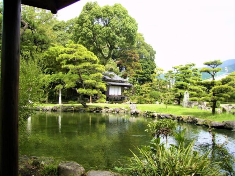 天赦園の藤の見頃は4月中旬ごろ｜白玉藤と太鼓橋式藤棚を楽しむための確認ポイント