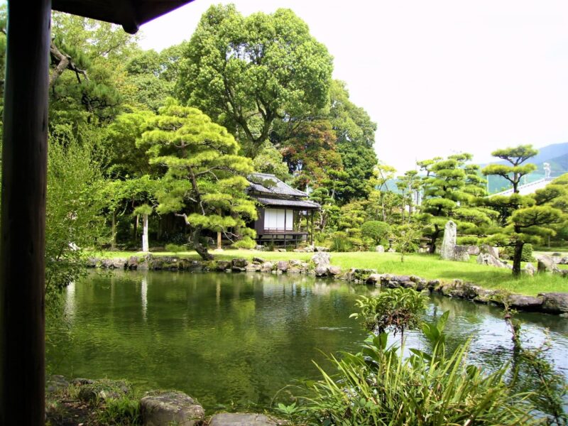 天赦園の藤の見頃は4月中旬ごろ｜白玉藤と太鼓橋式藤棚を楽しむための確認ポイント