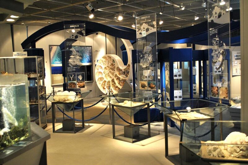 奄美海洋展示館でウミガメと奄美の海を楽しむ