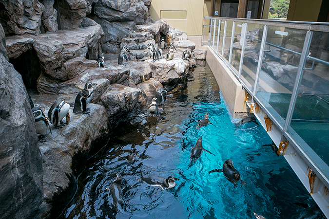 宮島水族館（みやじマリン）の見どころと楽しみ方