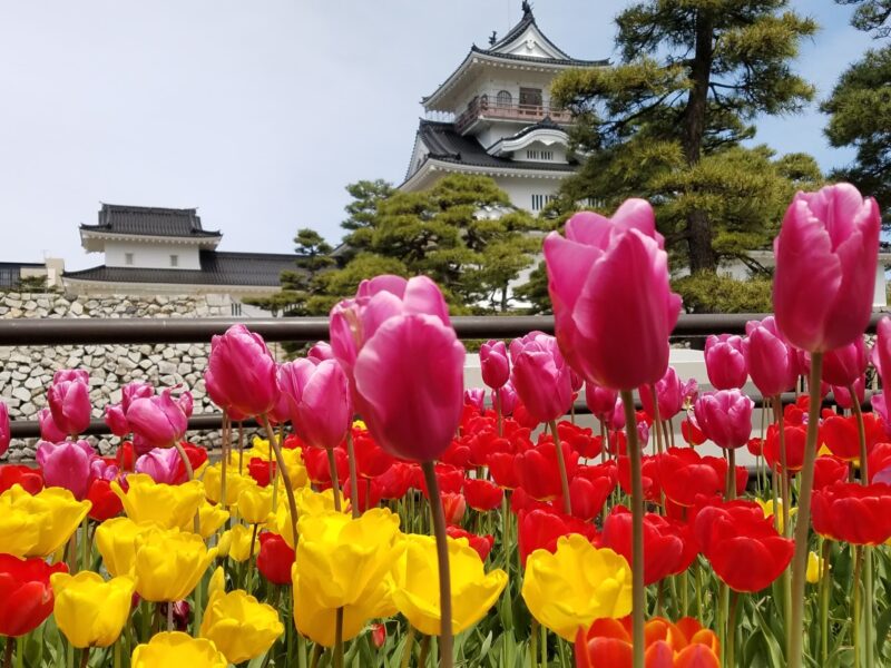富山城の見どころを紹介|「富山城ものがたり」と天守展望台、城址公園を楽しむポイント