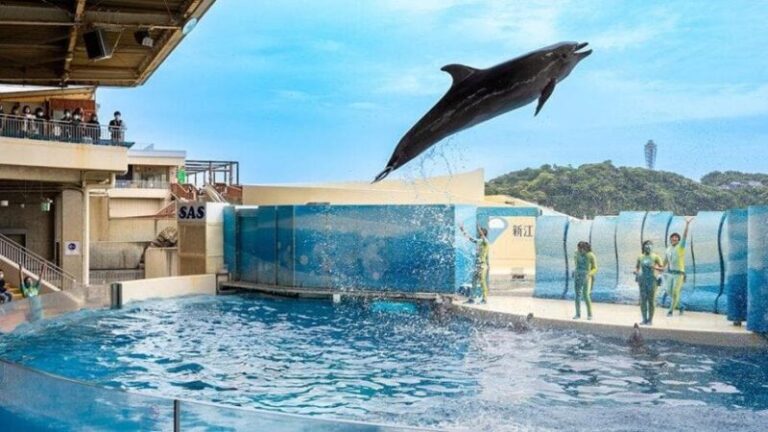 新江ノ島水族館の見どころは？料金・所要時間・アクセスも紹介