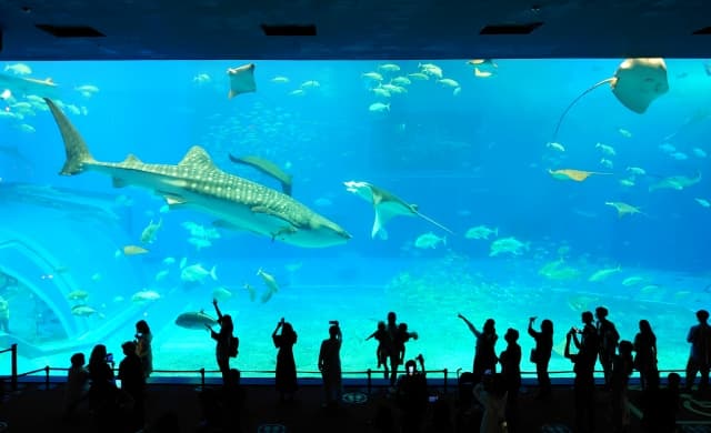 沖縄美ら海水族館の所要時間は1時間半～2時間｜周辺施設を含める際の考え方