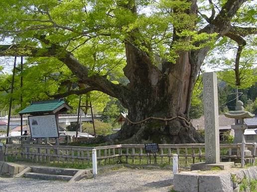 野間の大けやきでアオバズクはいつ見られる？飛来時期と撮影時の注意点
