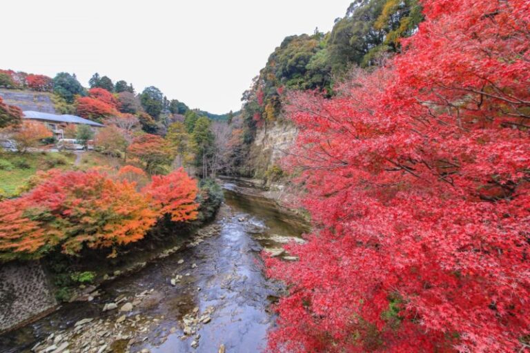 養老渓谷の回り方｜粟又の滝・遊歩道を目的別に考えるアクセスと規制確認